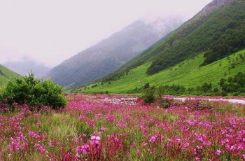 Valley of Flowers Trekking
